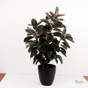Burgundy Rubber Tree 'Afro' (XL)