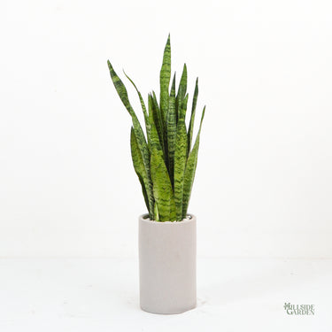 snake plant in the philippines Snake Plant (M) – Hillside Garden