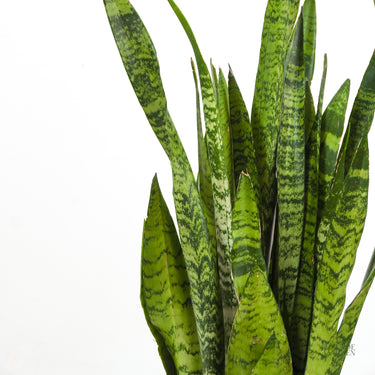 snake plant in philippines Snake Plant (L)