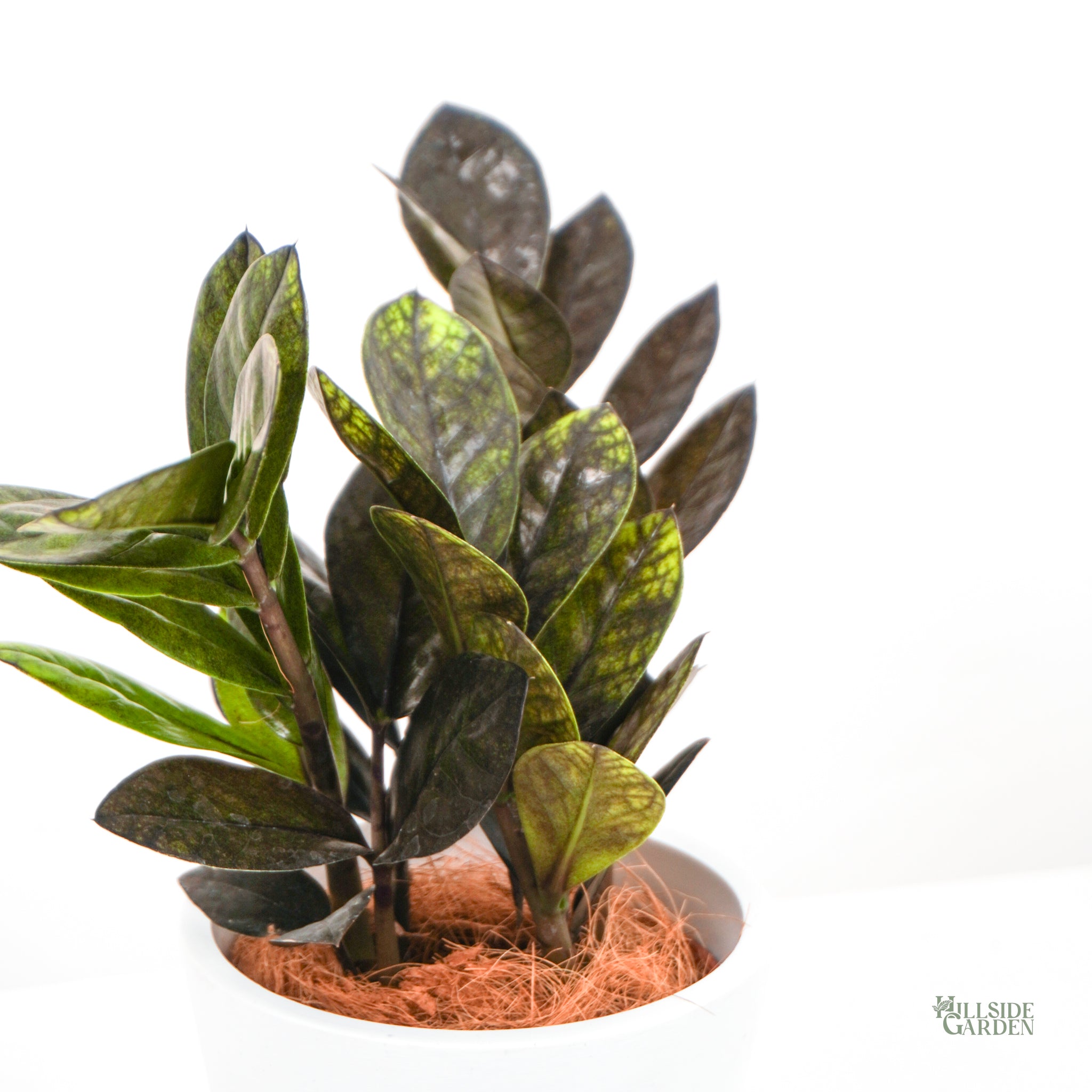 raven zz plant for sale philippines Zz Raven (XS) – Hillside Garden