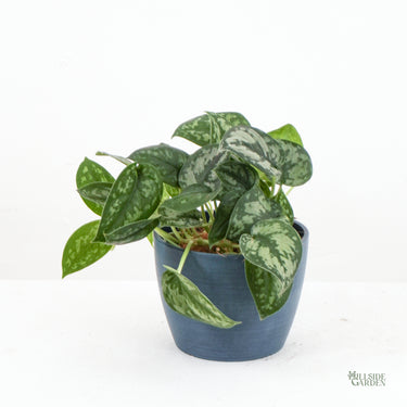 Silver Satin Pothos (S)