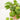 Heartleaf Philodendron (S)
