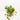 Heartleaf Philodendron (S)