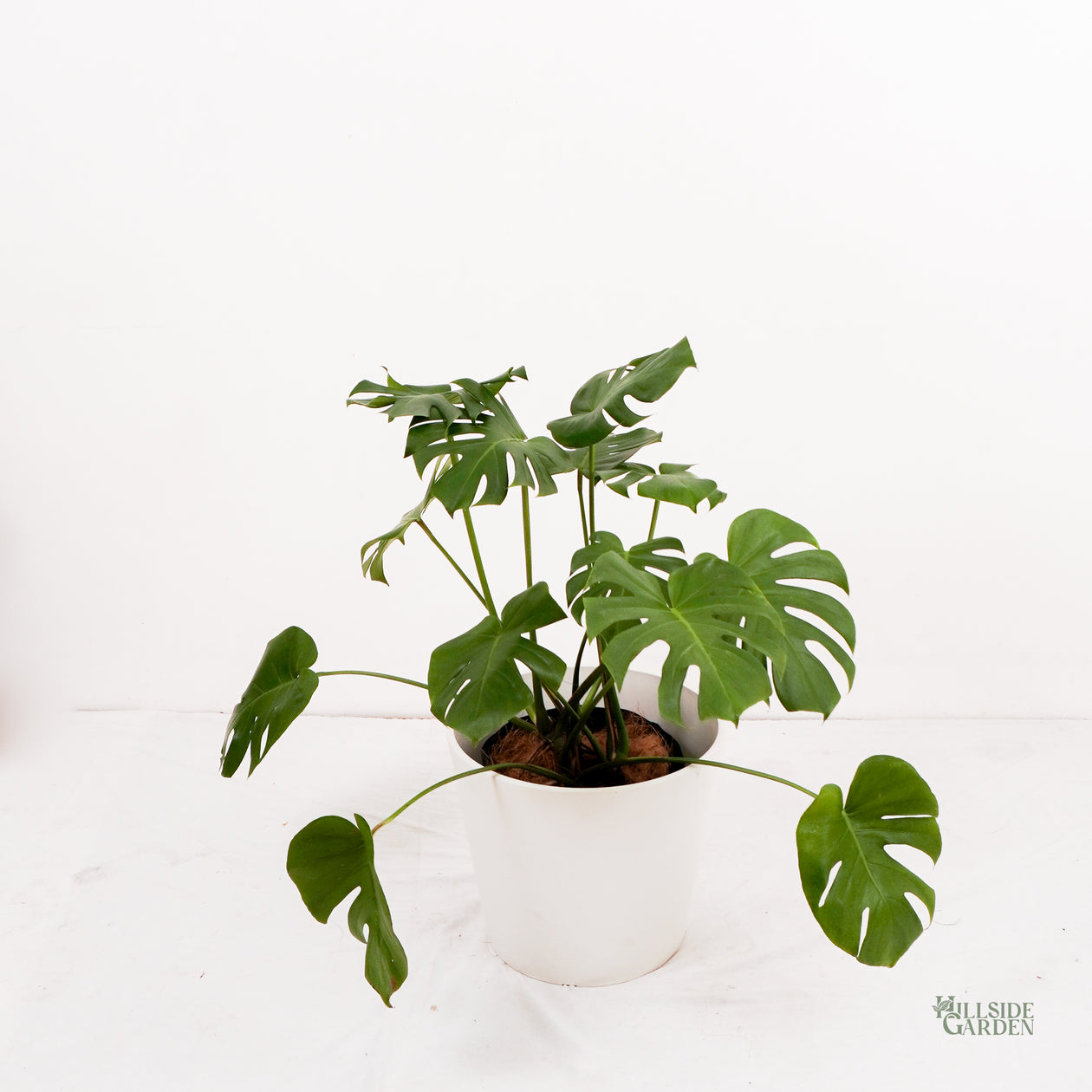 monstera plant philippines price Monstera Deliciosa (L) – Hillside Garden