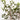 Jaboticaba Tree