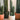 Peruvian Cactus 'Column' (L)