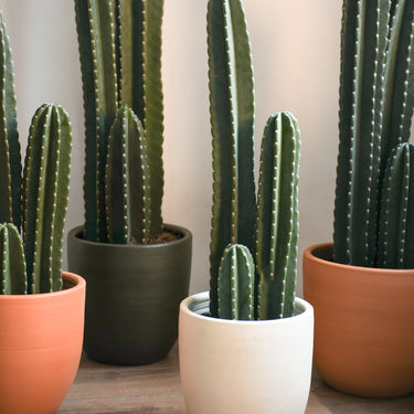 Peruvian Cactus 'Column' (L)
