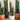 Peruvian Cactus 'Column' (XL)