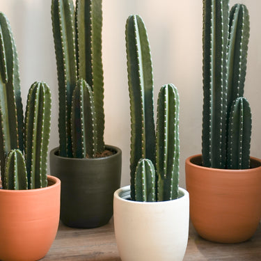 Peruvian Cactus 'Column' (XL)