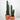 Peruvian Cactus 'Column' (XL)