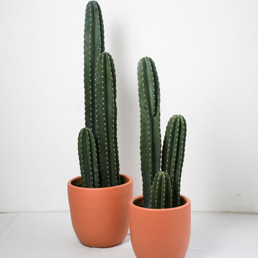 Peruvian Cactus 'Column' (XL)