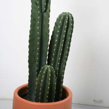 Peruvian Cactus 'Column' (XL)