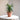 Yucca Blue Boy (S1)