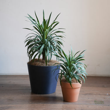 Yucca Blue Boy (M)