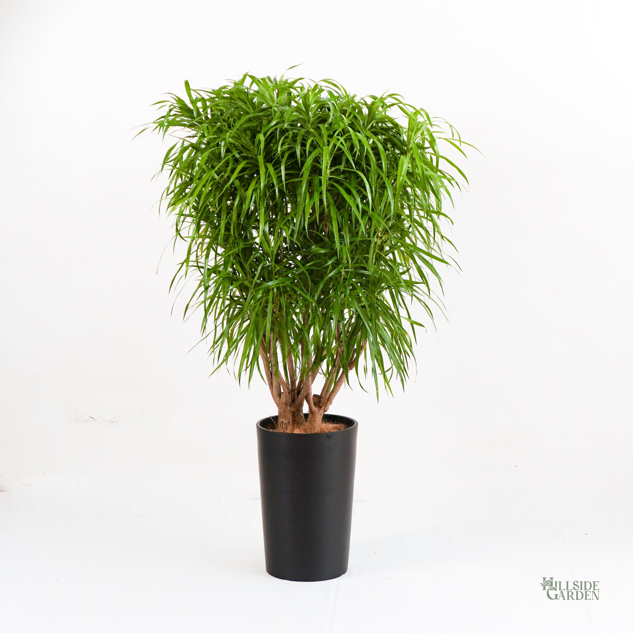 dracaena anita tree Dracaena Anita (L) – Hillside Garden