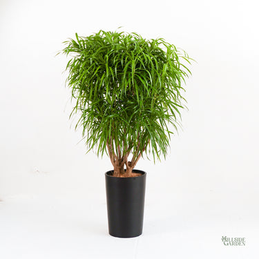 dracaena anita for sale Dracaena Anita (L) – Hillside Garden