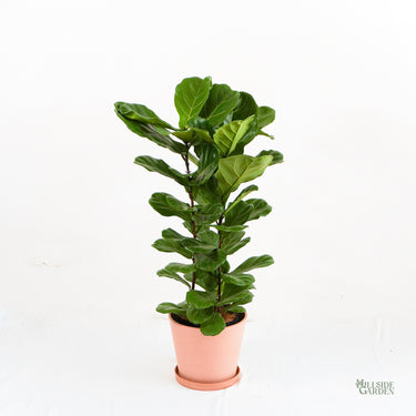 Fiddle Leaf Fig Classic 'Column' (L)