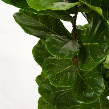 fiddle leaf fig in tagalog name Fiddle Leaf Fig Classic 'Column' (L) – Hillside Garden