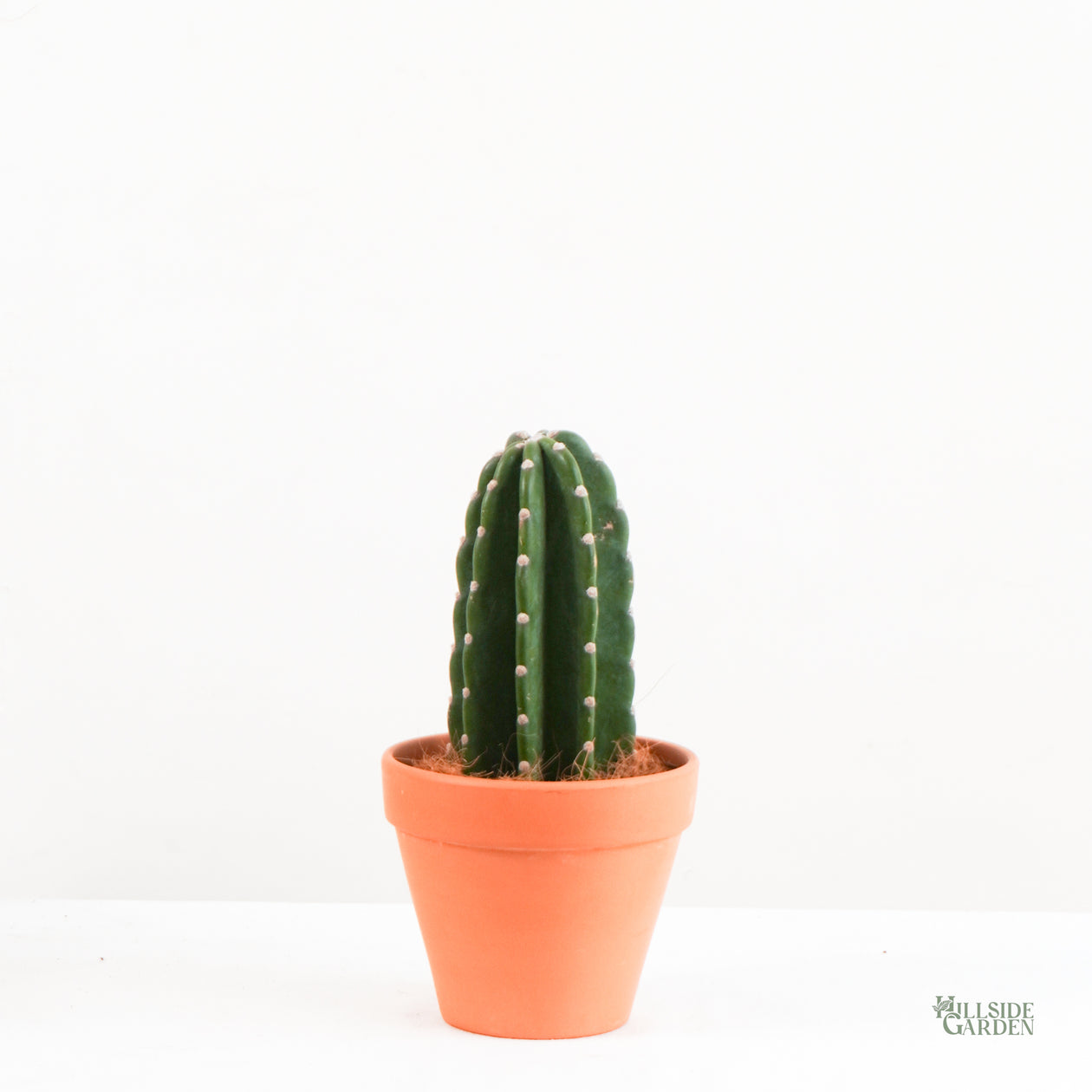 types of cactus in the philippines Peruvian Cactus (S) – Hillside Garden