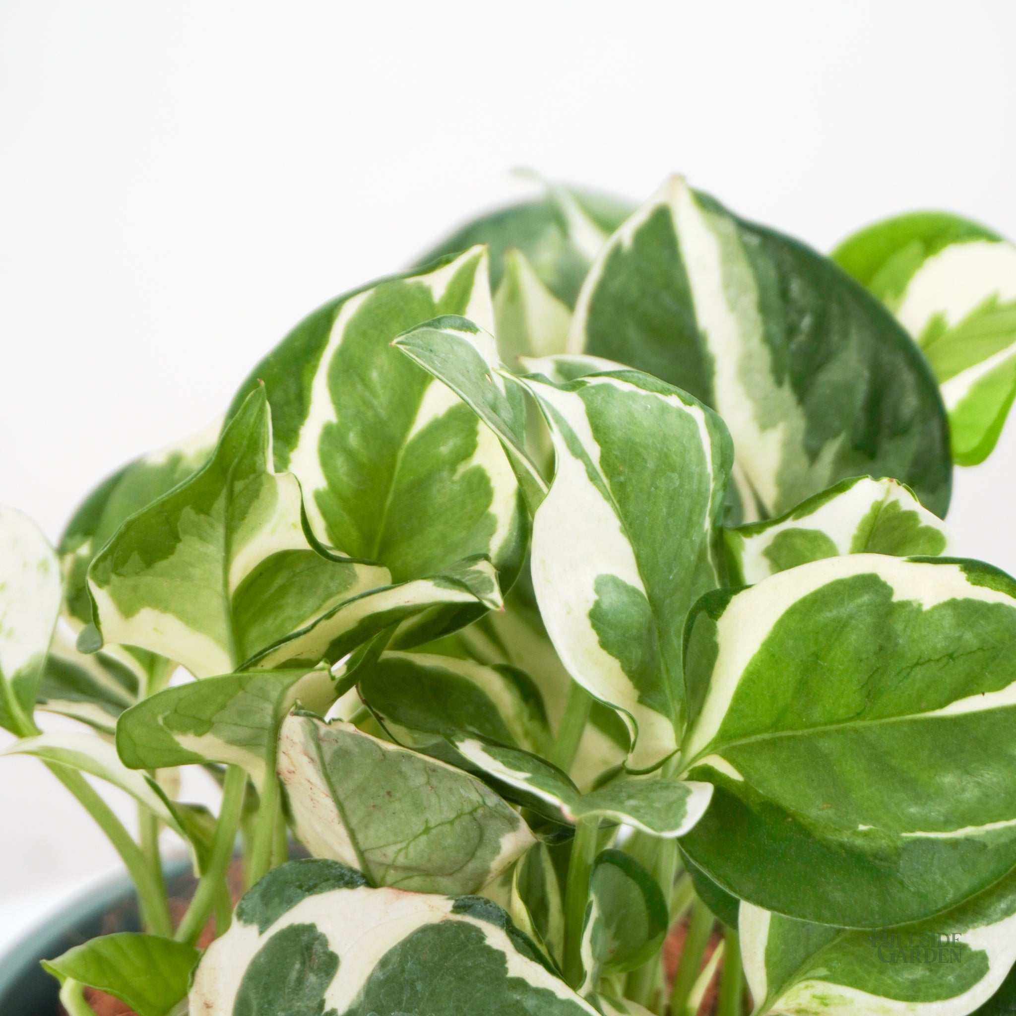 pothos plant for sale philippines Pothos N Joy (S) – Hillside Garden