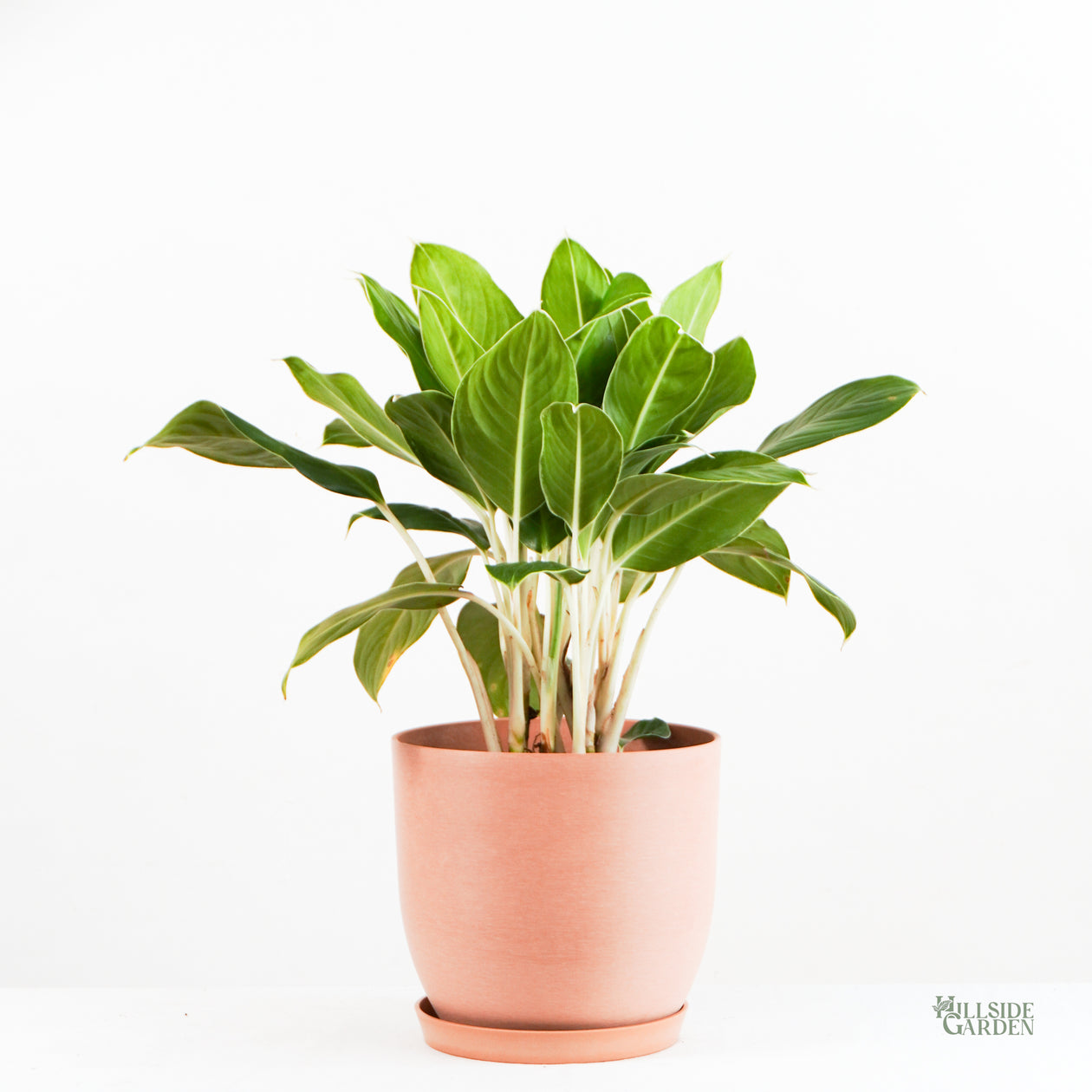 Aglaonema White Edge (M)