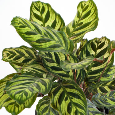 Calathea Makoyana