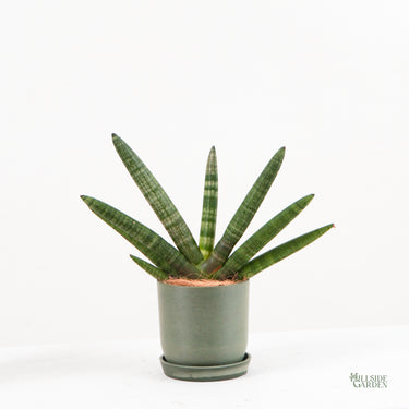 Sansevieria Boncel (XS)