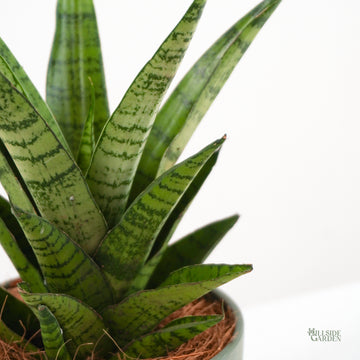 sansevieria philippines Sansevieria Hybrid (XS) – Hillside Garden