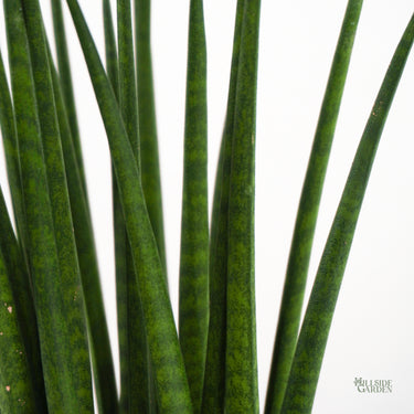 Sansevieria Bacularis (XS)