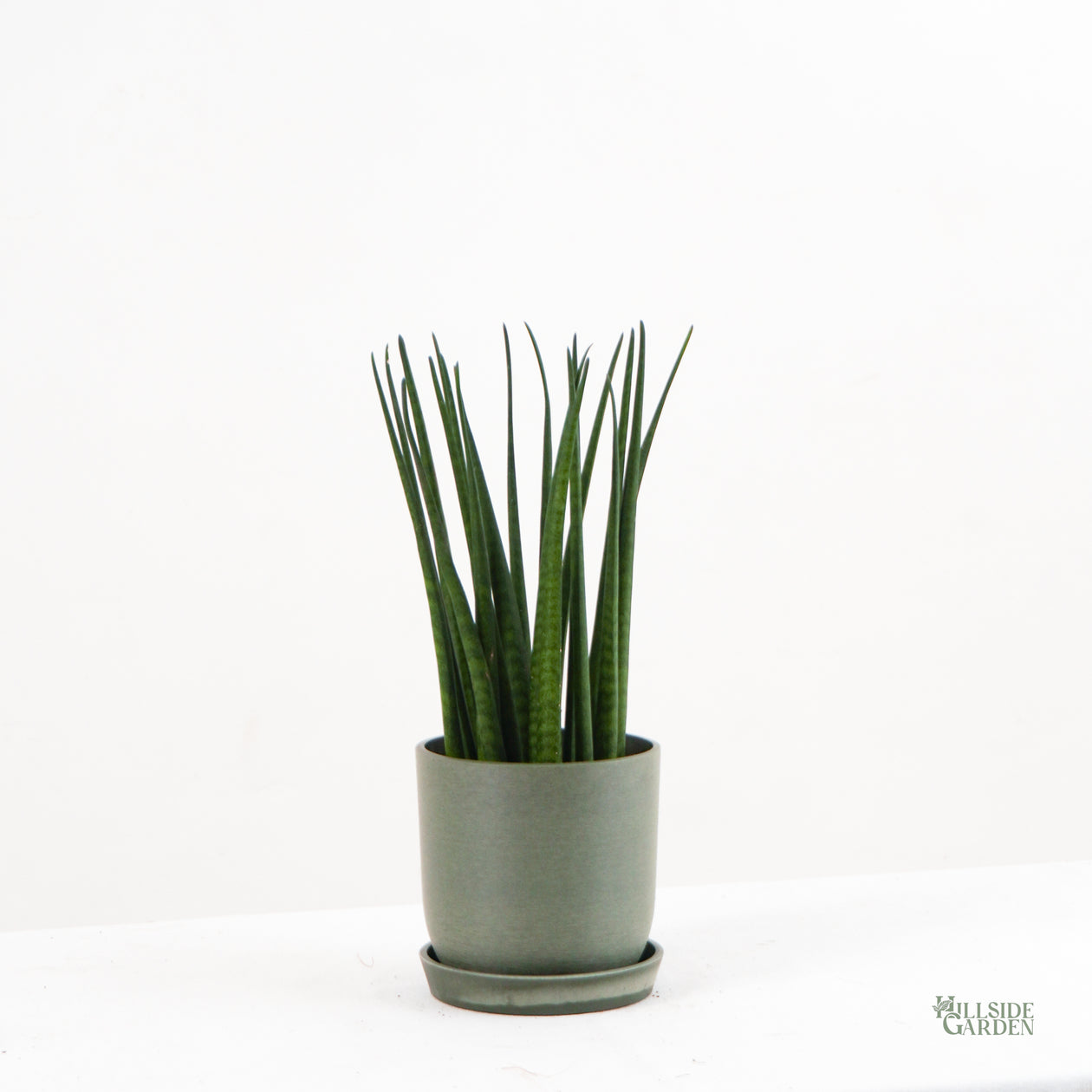 sansevieria bacularis soil Sansevieria Bacularis (XS)