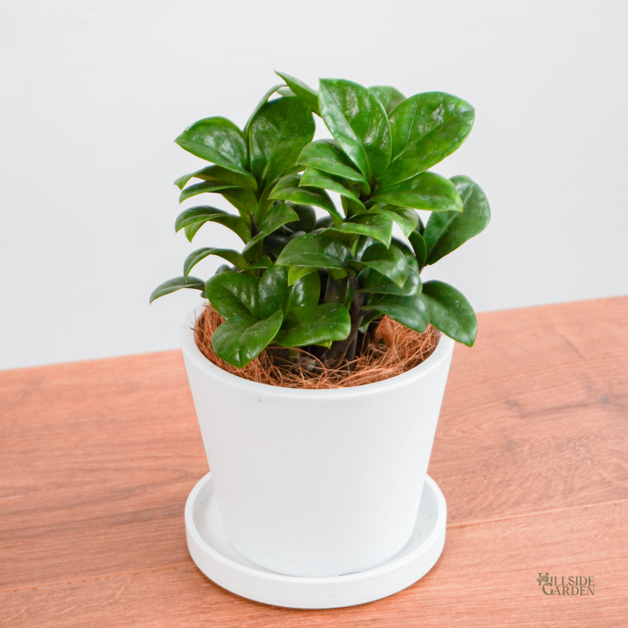 zz plant price philippines Zenzi Zz (XS) – Hillside Garden